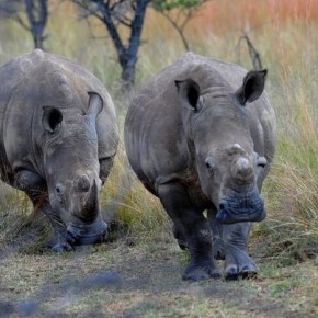 Vietnam : un cocktail de yuppies à la corne de rhinocéros stimule le braconnage en Afrique du Sud