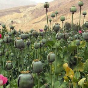 La Russie veut jouer des muscles contre le narcotrafic afghan