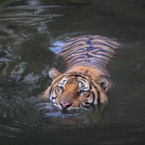 Thaïlande : Les tigres victimes de braconniers très organisés