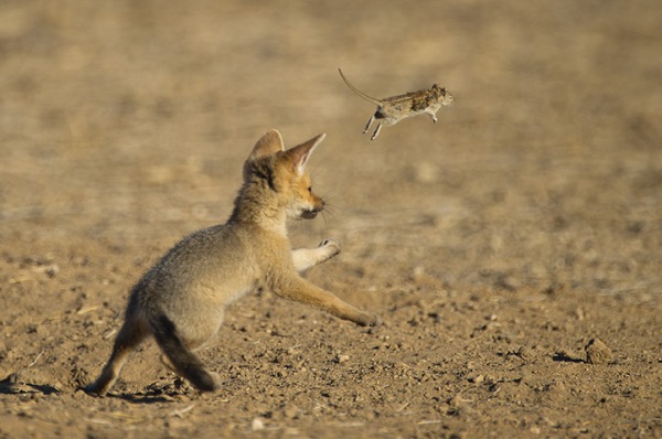 A Cape fox cub plays with a mouse (Vulpes chama) in Kgalagadi Transfrontier