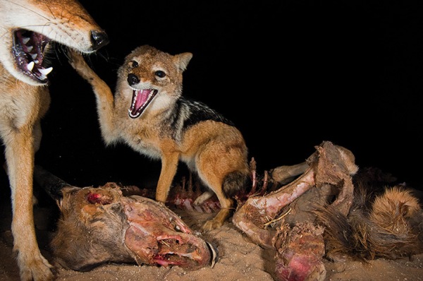 A group of jackals fight over the remains of a carcass