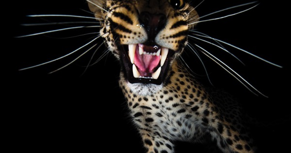A leopard snarls