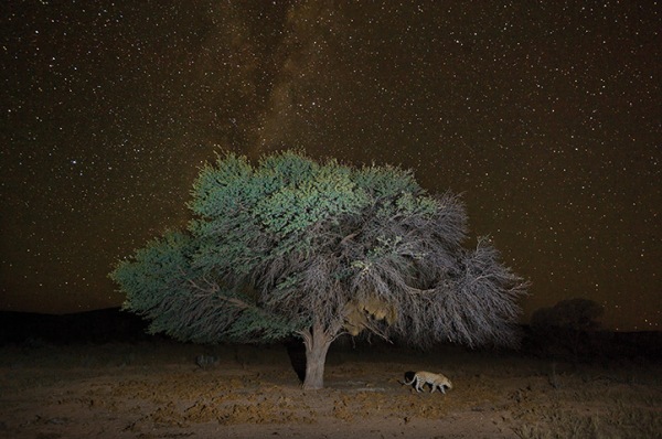 A leopard walks beneath a large tree in the Kgalagadi Transfrontier Park