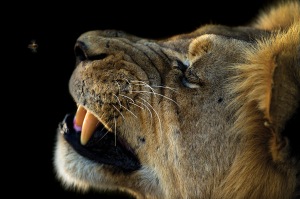 A lion leans back revealing it's sharp fangs