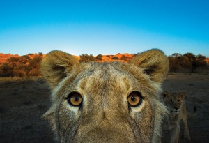 A lion takes a closer look