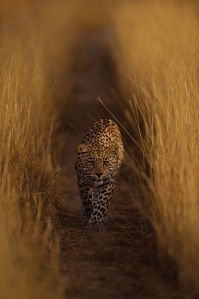 Luna the leopardess walks through a field of high grass