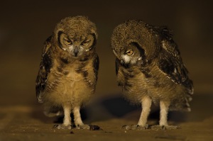 Two owls