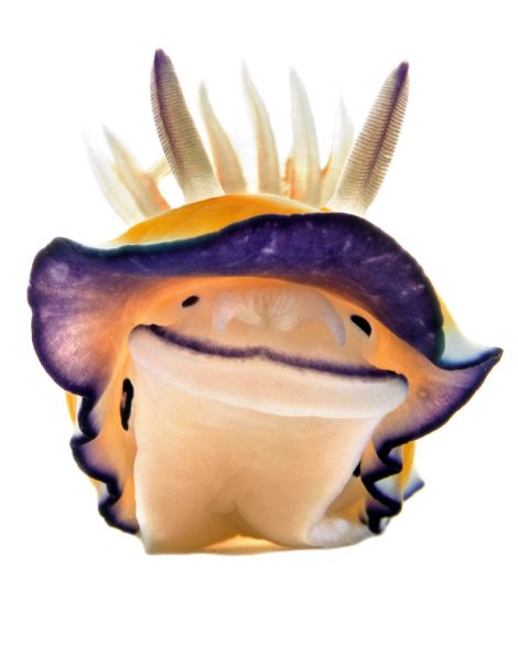 Smiling Nudibranch