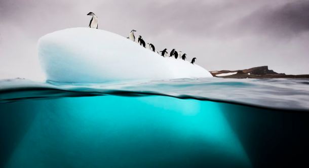 Chinstrap and gentoo penguins, Danko Island, Antarctica