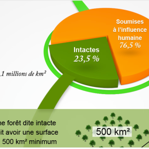 Seuls 23,5% des forêts du monde sont vierges de toute influence humaine