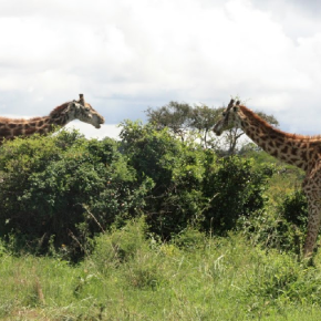 Kenya : le parc national de Nairobi au bord de l’asphyxie