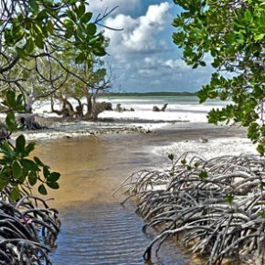 2015, l’année des mangroves