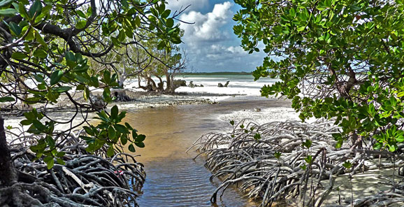 europa-fromard-annee-mangrove