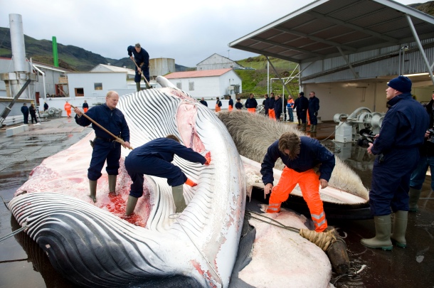 TO GO WITH AFP STORY BY YANN OLLIVIER : LES BALEINES POURRAIENT GRIPPER L'ADHESION DE L'ISLANDE A L'UE  (FILES) In this file picture taken on June 19, 2009 Icelandic whalers cut open a 35-tonne fin whale, one of two fin whales caught aboard a Hvalur boat off the coast of Hvalfjsrour, north of Reykjavik, on the western coast of Iceland. European Union leaders agreed on June 17, 2010 to open membership negotiations with Iceland despite differences over whale hunting and a bank collapse that hit British and Dutch investors. AFP PHOTO / Halldor Kolbeins